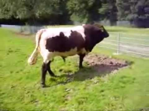 download lagu mp3 mp4 Horny Bull, download lagu Horny Bull gratis, unduh video klip Horny Bull