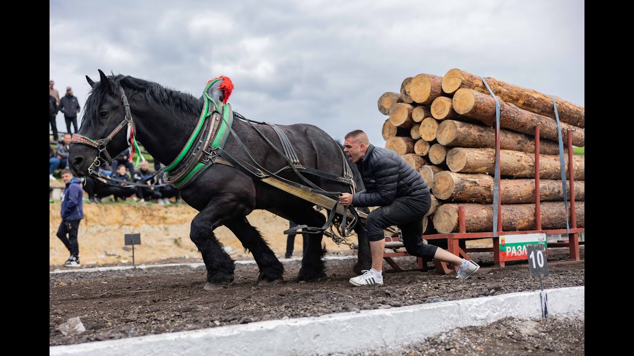 Конно натягляне