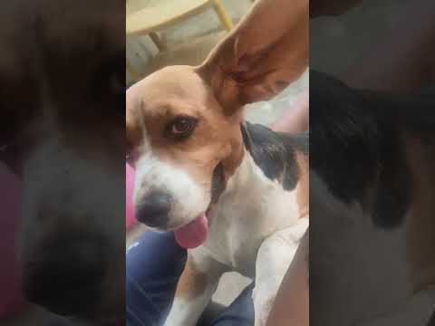 #butterflydance #butterfly #begal #dog #comedy #doglover #funny