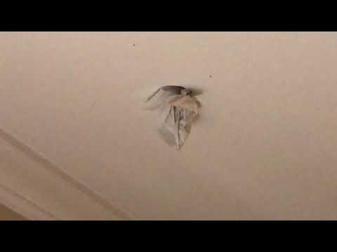 Yellow Jackets Plugged Up in Red Bank, NJ