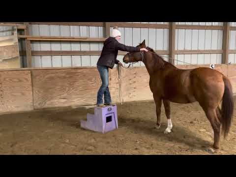 Teaching your horse to pick you up off a mounting block