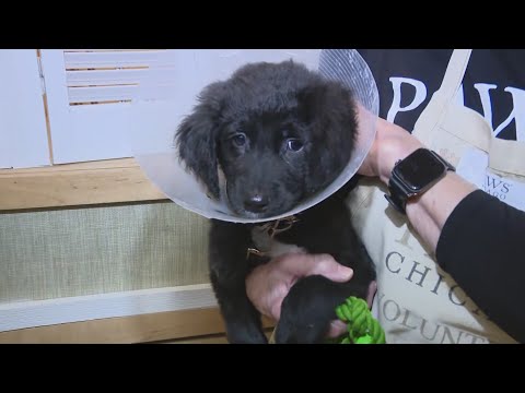 PAWS Chicago Holiday Adopt-a-thon - WGN Weekend Morning News at 8 - YouTube