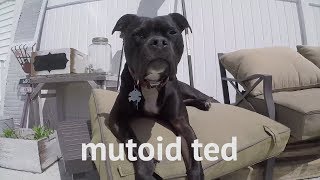 Mutoid Ted