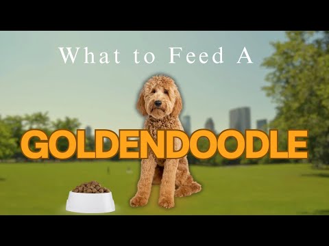 Goldendoodle: BEST Dog Food for Your Dog