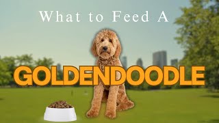 Goldendoodle: BEST Dog Food for Your Dog