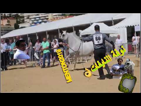 فوز البطل نايف الجاسر بفرسه نوفه النايفات بالمركز الاول بفرنسا٢٠١٩