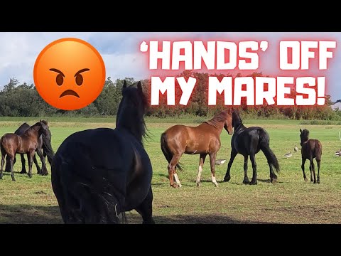 From Inspections to Ring Riding | Incredible Horse Days! | Friesian Horses