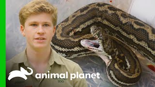 Robert Irwin and Team Help Save a Bleeding Snake! | Crikey! It's the Irwins by Animal Planet