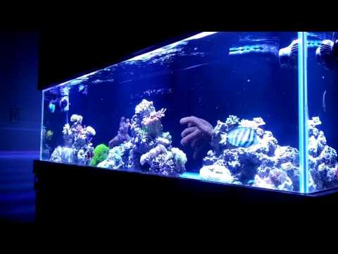 Growing And Spreading Coralline Algae | Beginner Guide To Saltwater Aquariums