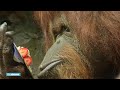 Orang-oetan wordt 50 in Franse dierentuin - RTL NIEUWS