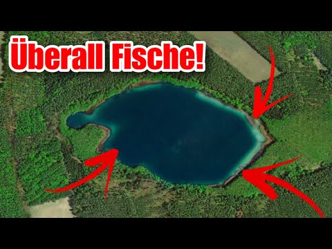 What lives in this small, crystal-clear forest lake?