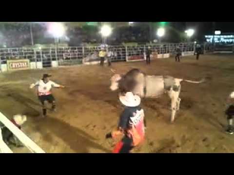 Touro ouro fino da cia de rodeio sem frontera