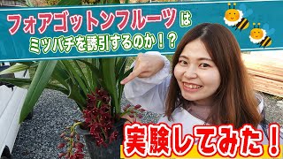 キンリョウヘンの親戚！フォアゴットンフルーツのミツバチ誘引力！