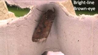 West Sussex Garden Diaries - Moth Trap - 14th June 2015
