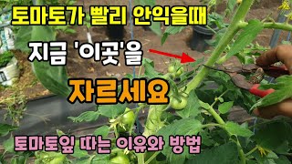 토마토를 크게 빨리 익혀 드시려면 이곳을 자르세요 토마토적심 토마토순치기 토마토잎 자르는 이유와 방법