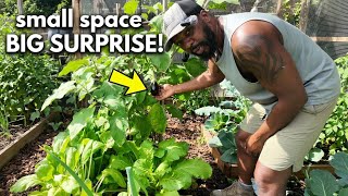 "Planting Success in Small Spaces ( Polyculture)