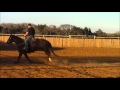 SOLD, TX~Colonel Sugarman great versitile gelding