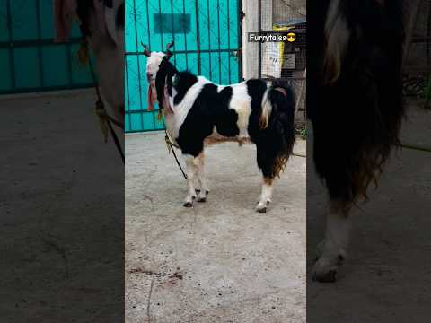 Kota Goat Transformation🔥 #shorts #kotabakra #amazing #transformation