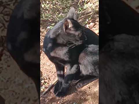 black cat #mangalapaakashale