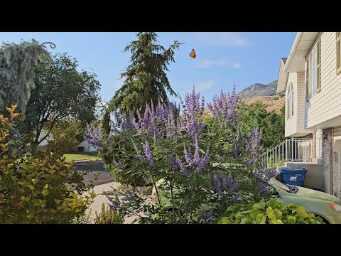 Plant of the Week, Herbs, How to Grow Chaste Tree, or Vitex Agnus castus in Zone 6