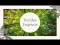 Os Tecidos Vegetais