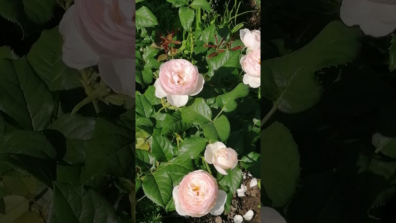 РОЗА ХЕРИТЕЙДЖ (Heritage).