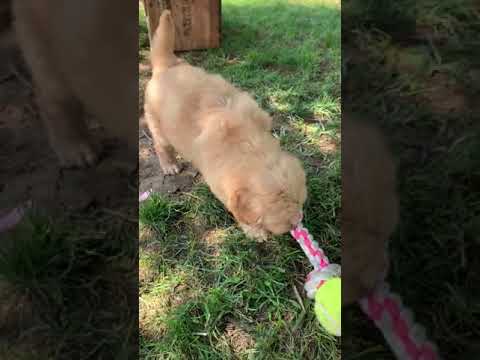 Rose is a beautiful goldendoodle puppy