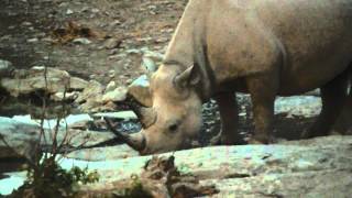 preview picture of video 'Etosha, Halali - Rhinos'