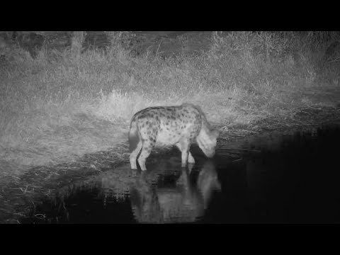 Djuma: Lone Hyena comes in for a drink - 00:32 - 08/02/19