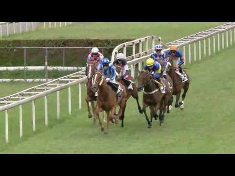 Frauenfeld/25.06.2017/Preis des Deckhengstes Elvstroem