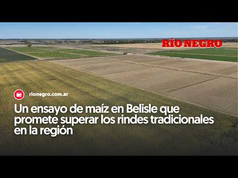 Un ensayo de maíz en Belisle que promete superar los rindes tradicionales en la región