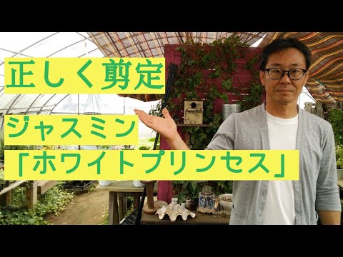 園芸 ホワイト ジャスミン、公式ジャスミン