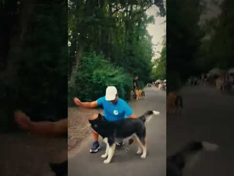 Siberian Husky puppy for sale
