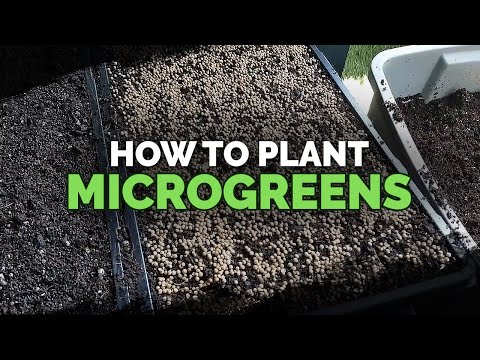How to Grow Microgreens from Start to Finish COMPLETE GUIDE