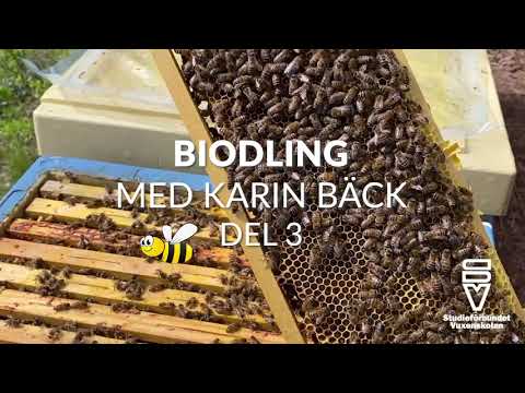 Biodling Karin Bäck - del 3
