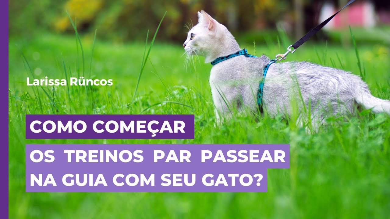 COMO COMEÇAR OS TREINOS PARA PASSEAR NA GUIA COM SEU GATO?