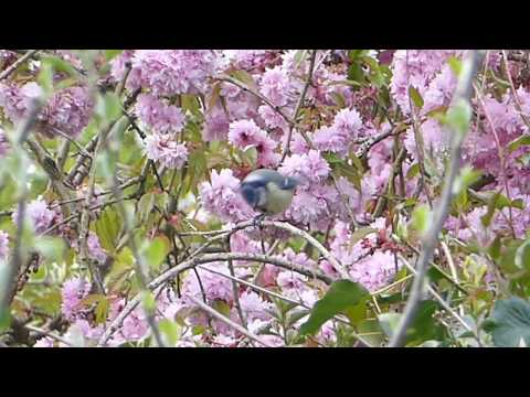 Manuel Glondys – „An den Frühling“ (Ballade für Klavier)