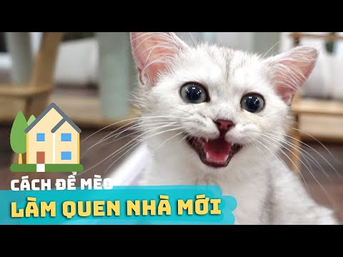 , title : 'Cách Để Mèo Con LÀM QUEN VỚI NHÀ MỚI 🏠 ✅ | Mèo Về Nhà Mới Bỏ Ăn & Kêu Nhiều'