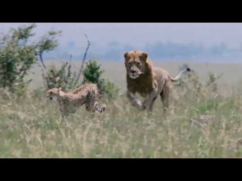 Cheetah VS Lions | Cheetah Fighting lions to protect her cubs | Real fights