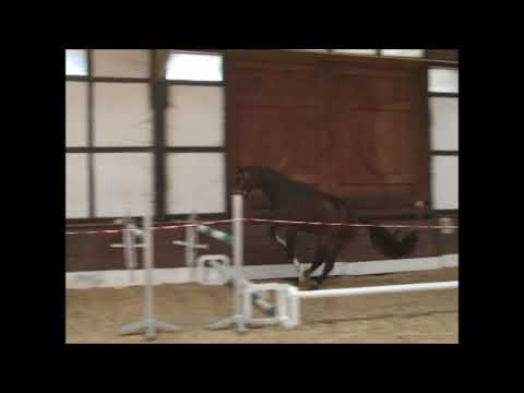 CORNETTO 2j. Hengst v. Cornet Obolensky - Stakkato VB 7.500,- Euro