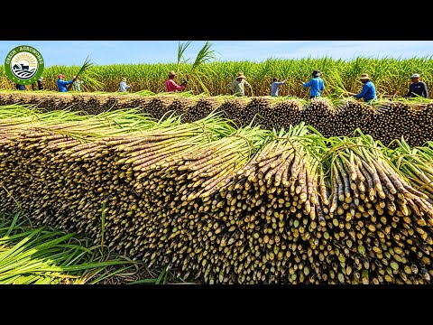 How Farmers Harvest 1.9 Billion Tons of Sugarcane by Machine - Sugar Cane Growing and Harvest