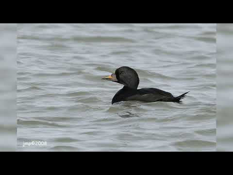 Macreuse Noire  - Common Scoter - Melanitta Negra