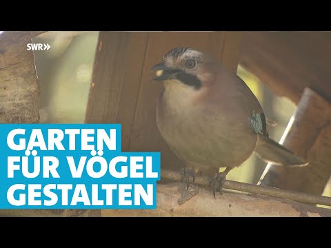 So gestalten Sie ihren Garten vogelfreundlicher