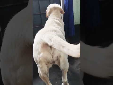 #dog#love#dog lovers#highlight