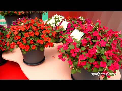 Meet our Imara XL - Great for landscaping