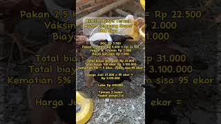 Download lagu Perhitungan Biaya & Keuntungan Ternak Ayam Joper 100 Ekor #shorts mp3