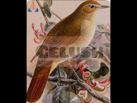 privighetoarea oarbă (Radu Cimpoi) #gelush28#