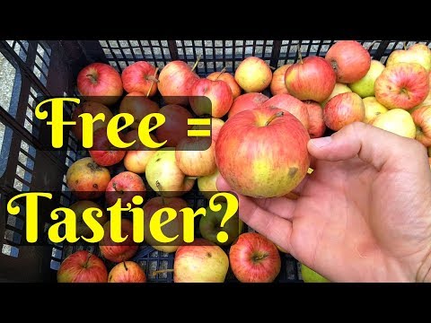 Best Apples I've Ever Eaten - Foraged Them Nearby