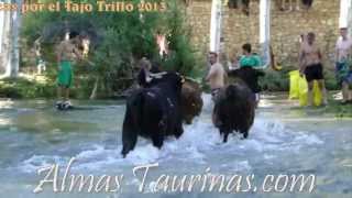 preview picture of video 'vacas por el Tajo Trillo 2013 avance'