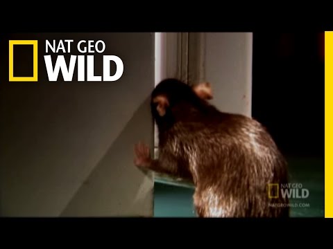 げっ歯類の侵入者 |ナットジオワイルド